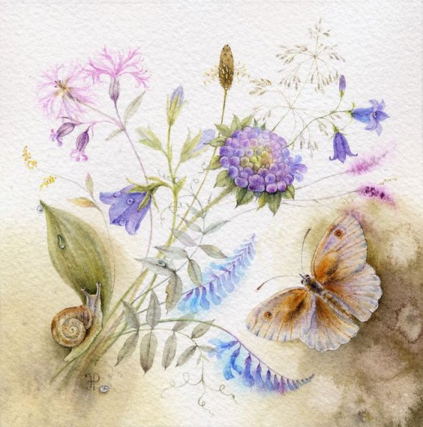 Базанова Елена акварели полевые цветы