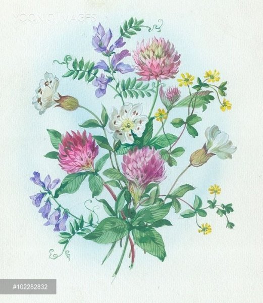 Акварель цветы Анна Катаниан