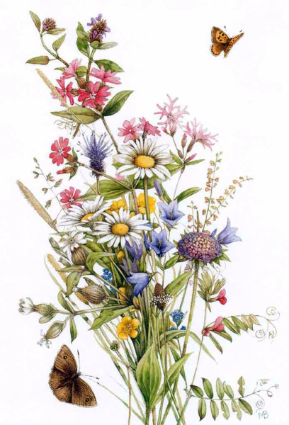 Акварельные полевые цветы