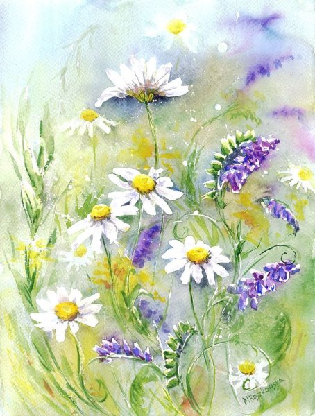 Полевые цветы акварель эскиз