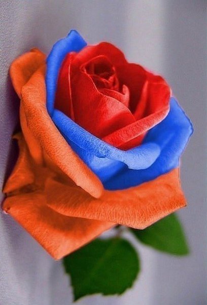 Парень и девушка с розами