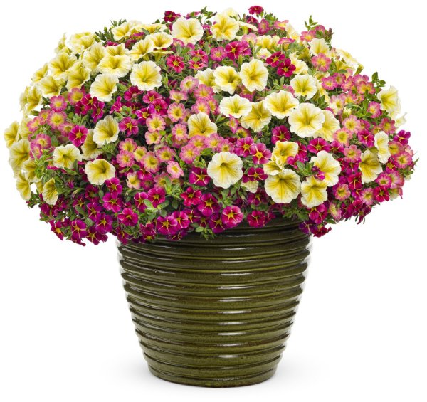 Хризантема калибрахоа