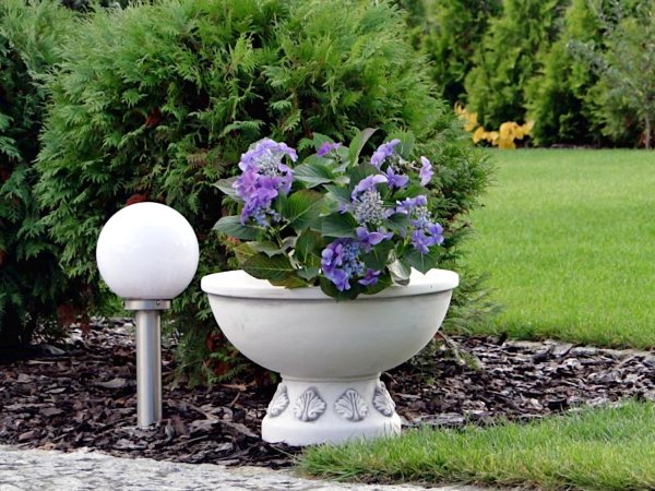 Цветы в вазонах