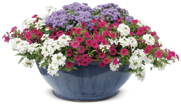 Агератум, Вербена, лобелия, петуния