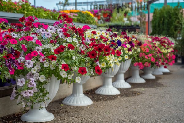 Петуния в вазонах