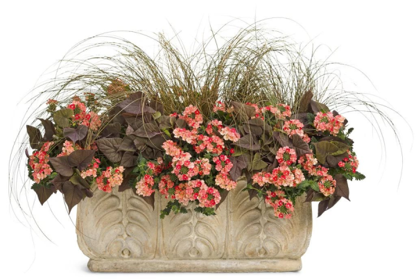 Бегония микс цветник