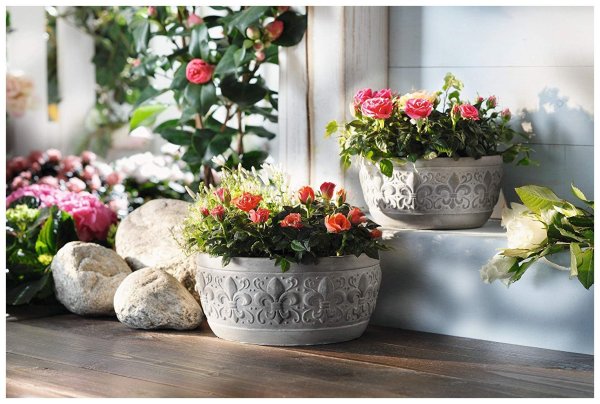 Красивые цветы в горшках