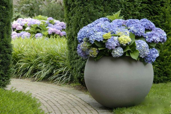 Гортензия крупнолистная в ландшафте