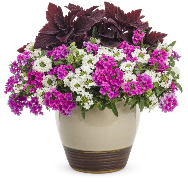 Вербена и колеус