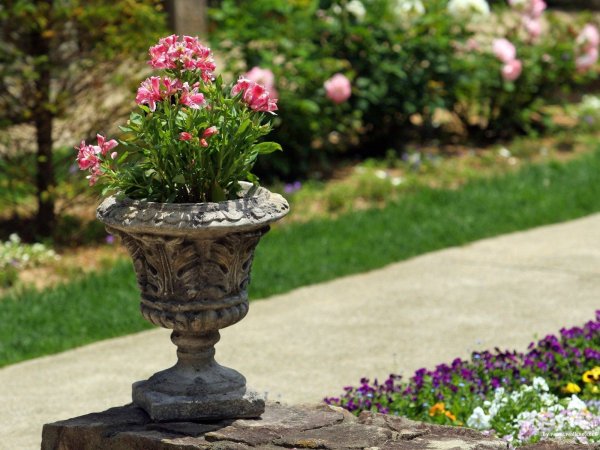 Растение в кашпо на белом фоне