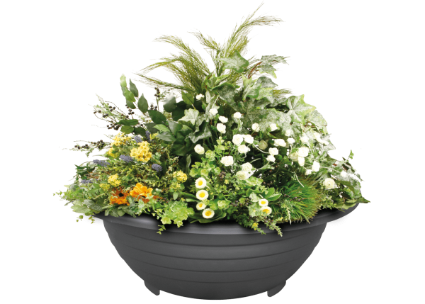 Вербена с лобелией