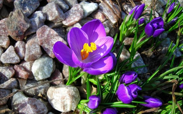 Темные цветы