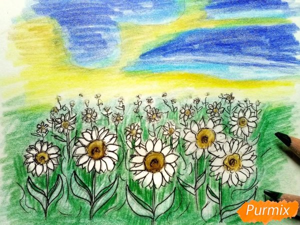 Поле цветов карандашом