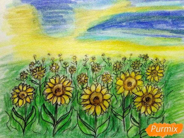 Подсолнуховое поле карандашом