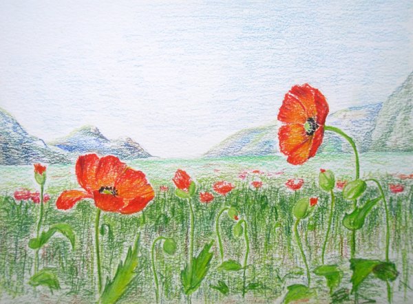 Мак цветными карандашами