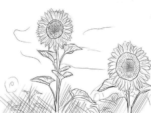 Поле цветов раскраска