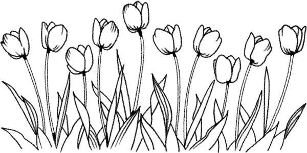 Полевые цветы Графика