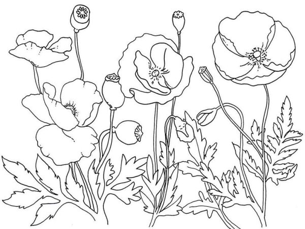 Раскраски Весенние Цветы | Распечатать бесплатно