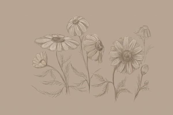 Ветреница лютичная