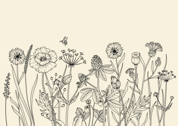 Полевые цветы раскраска