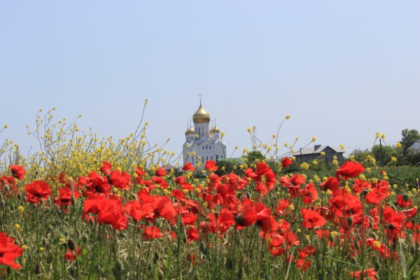 Белгородская область полевой Мак