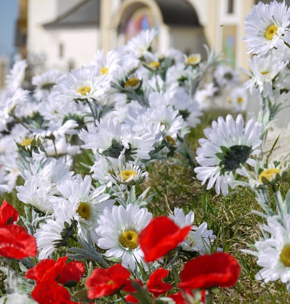 Ромашки и храм