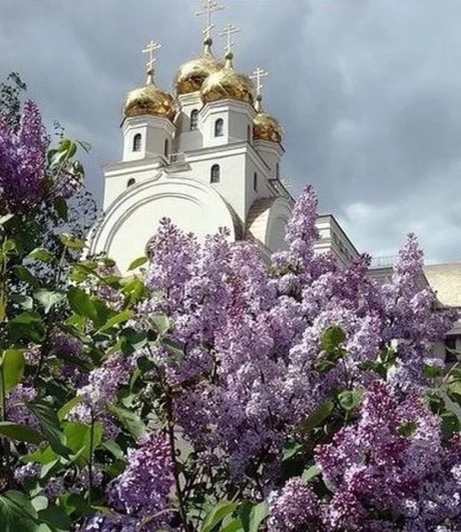 Смоленский собор и сирень