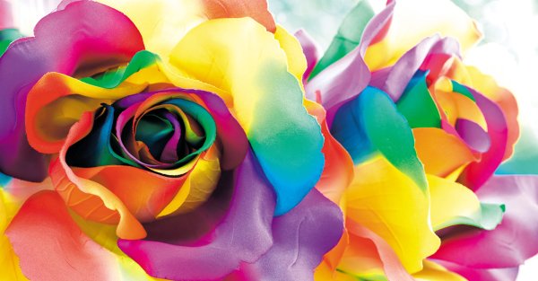 Разноцветные розы