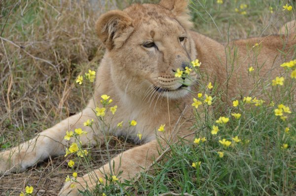 Пума Даша Тайган