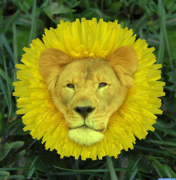 С днём рождения лбвица