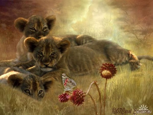 Львица эскиз