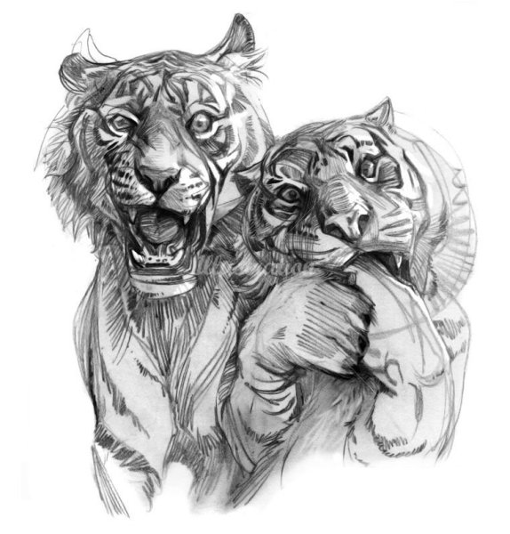 Львенок с папой