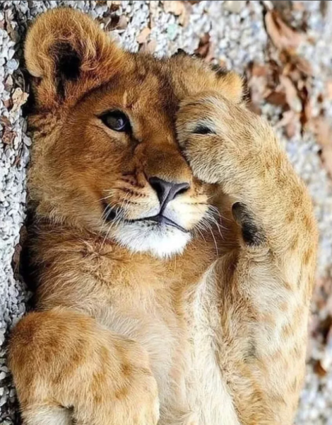 Картины с дикими животными