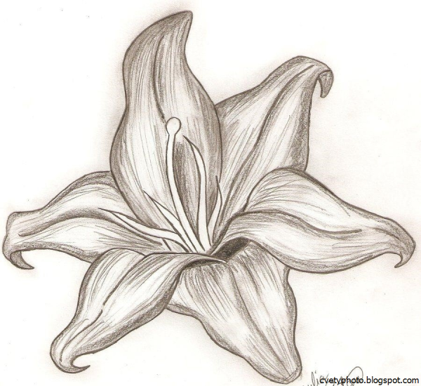 Цветы карандашом