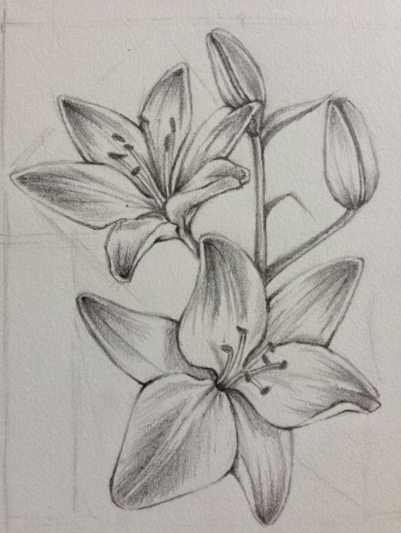 Лилия карандашом