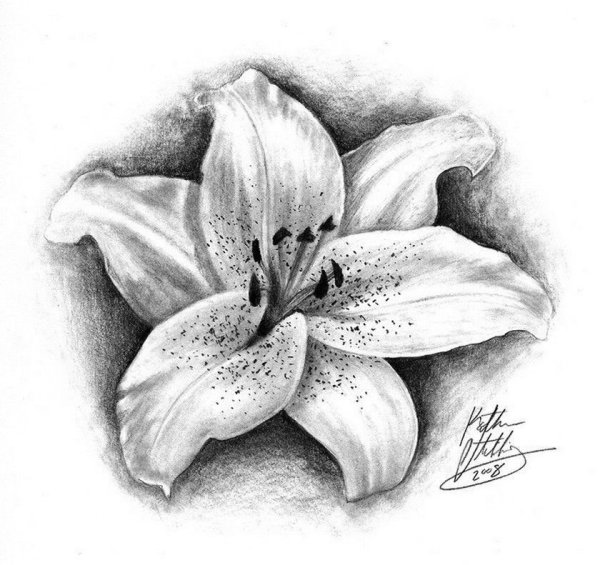 Лилия эскиз
