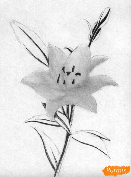 Цветы простым карандашом для начинающих