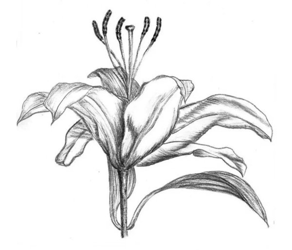 Цветы зарисовки карандашом