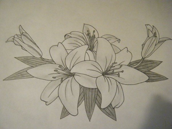 Букет лилий карандашом