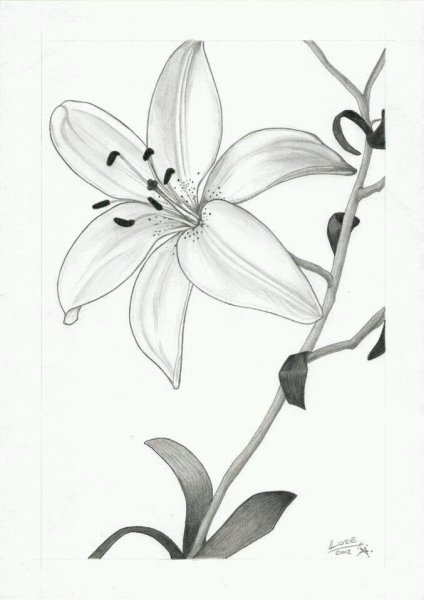 Лилии карандашом