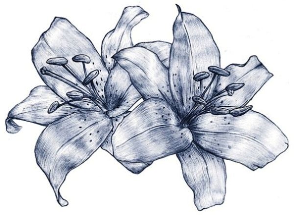 Лилии рисунок
