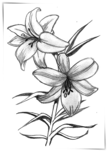 Лилия карандашом