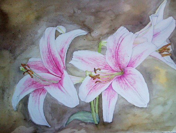 Лилии акварельными карандашами