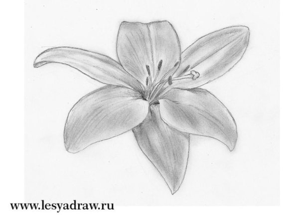 Цветы простым карандашом