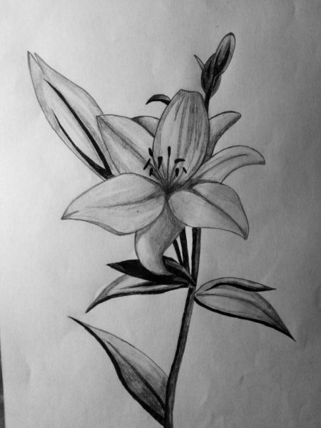 Лилия карандашом
