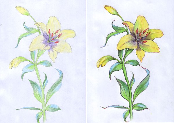 Поэтапное рисование лилии карандашом