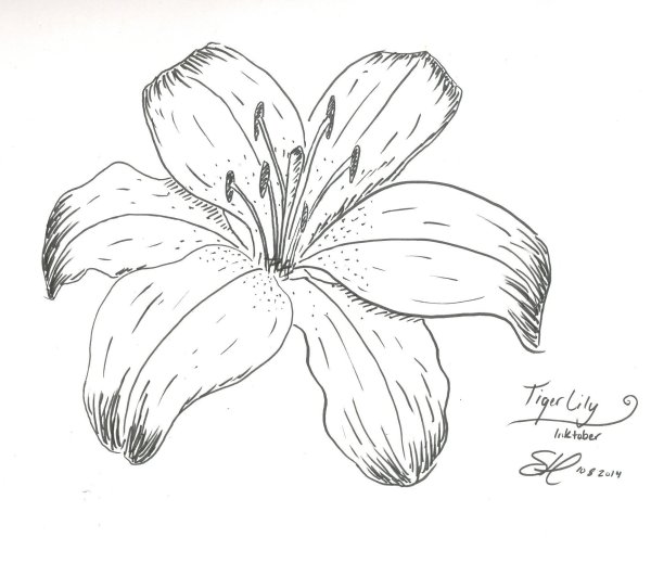 Лилия рисунок карандашом