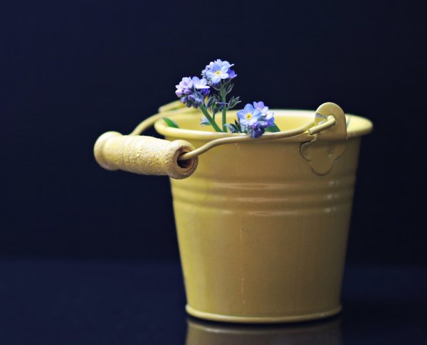 Ведро с цветами