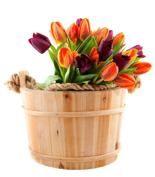 Тюльпаны в ведре