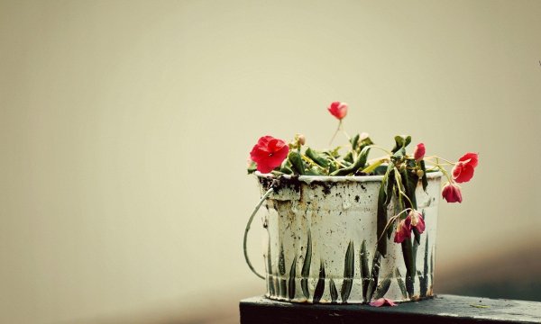 Увядший цветок в горшке